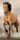 Lovas törölköző 70x140 cm, Lipicai ló tengerparton