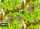 Minecraft asztali alátét, 30x40cm, BackUp A61, 2024, Game Level