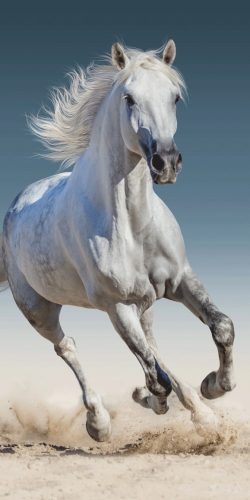 Lovas fürdőlepedő, törölköző 70x140 cm, fehér lóval